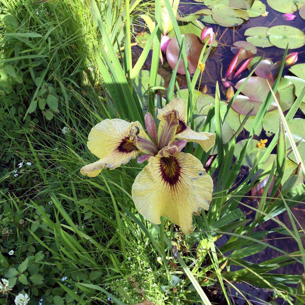 Hybrid Iris Pseudatas at Natural Gardens